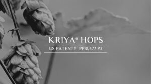 kriya-hops-plant-patented-non-cannabis-cbd.jpg